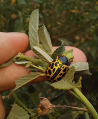 Calligrapha polyspila