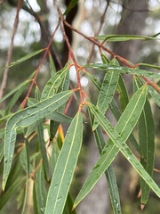 Angophora bakeri
