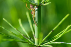 Dolomedes
