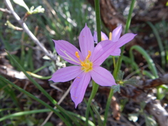 Olsynium douglasii