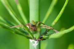 Dolomedes