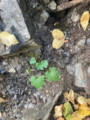 Heuchera glabra