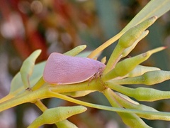 Flatidae