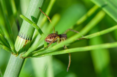 Dolomedes