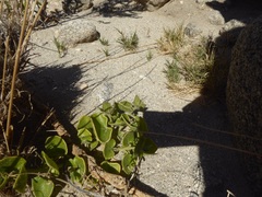 Mirabilis tenuiloba