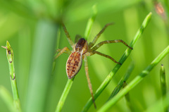 Dolomedes