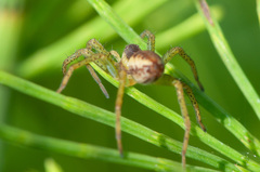 Dolomedes