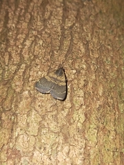 Hydrillodes lentalis