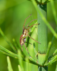Dolomedes