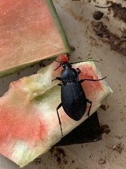 Carabus