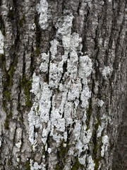 Lepraria finkii