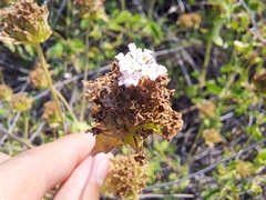 Verbenaceae
