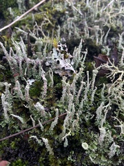 Cladonia fimbriata