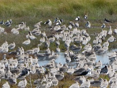 Limosa lapponica
