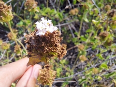 Verbenaceae