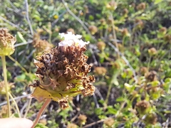 Verbenaceae