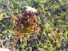 Verbenaceae