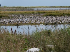 Limosa lapponica