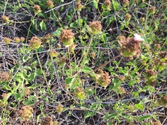 Verbenaceae