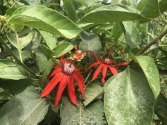 Passiflora miniata