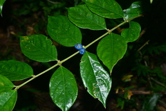 Lasianthus hispidulus