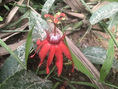 Passiflora miniata