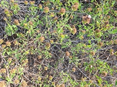 Verbenaceae