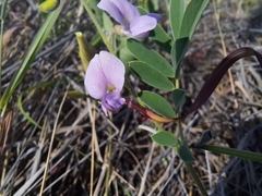 Coursetia tumbezensis