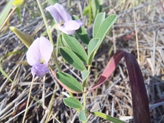 Coursetia tumbezensis