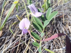 Coursetia tumbezensis