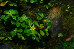 Sedum actinocarpum