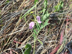 Coursetia tumbezensis