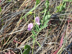 Coursetia tumbezensis