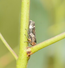 Eurymeloides adspersa