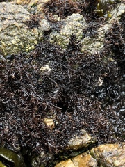 Endocladia