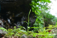 Goodyera procera