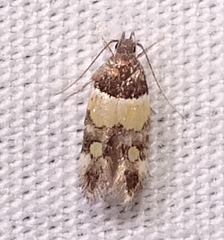 Triclonella determinatella