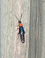 Carphurus cyanopterus