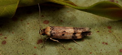 Palimmeces leucopelta