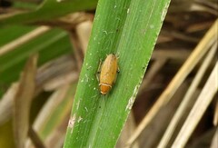 Ellipsidion humerale