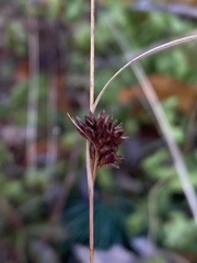 Rhynchospora glomerata