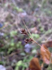 Rhynchospora glomerata