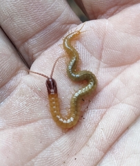 Dicellophilus limatus