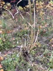 Rhynchospora glomerata