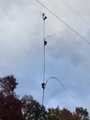 Rhynchospora glomerata