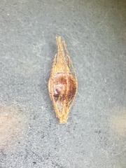 Rhynchospora glomerata