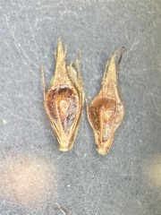 Rhynchospora glomerata