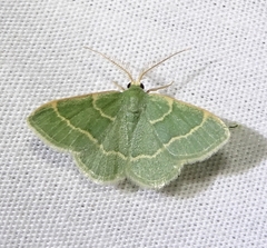 Chlorochlamys phyllinaria