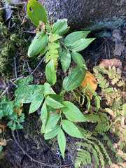Streptopus lanceolatus