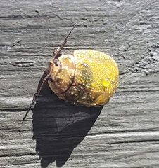 Paropsisterna m-fuscum